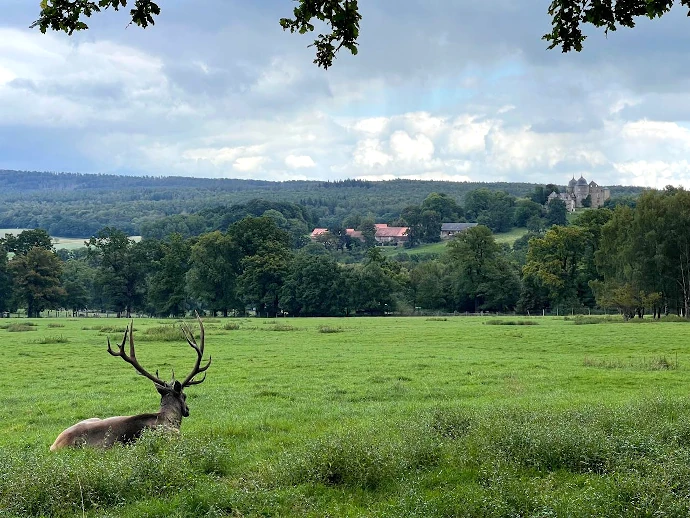 Bushcraft Wesertal - Hirsch auf Lichtung